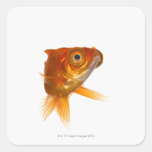 Goldvis met ogen 3 vierkante sticker
