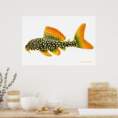 Goldy Pleco Fish Print (Keuken)