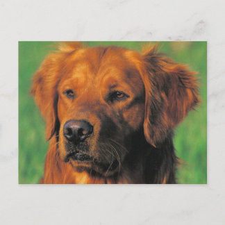 Golen Retriever briefkaart