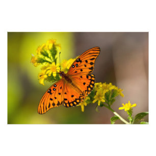 Golf Fritillary ook bekend als Passievlinder op Gu Foto Afdruk
