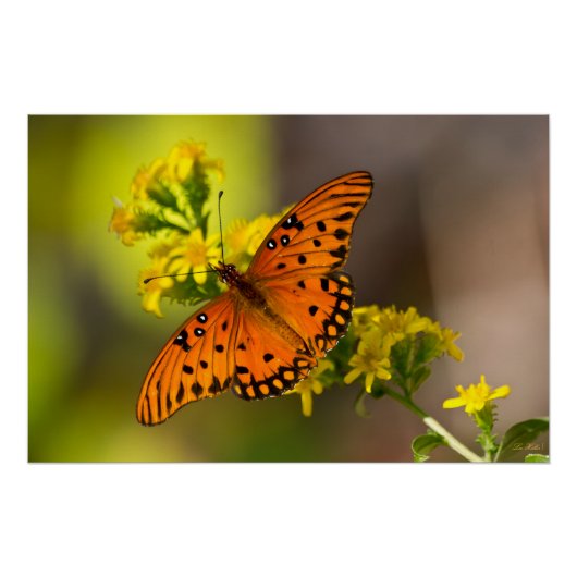 Golf Fritillary ook bekend als Passievlinder op Gu Perfect Poster (Voorkant)