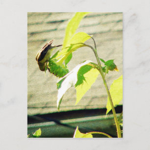 Golfinch en zonnebloem briefkaart