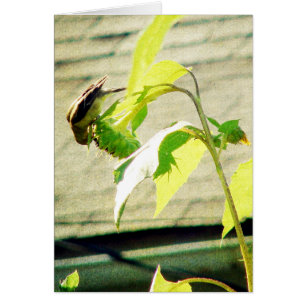 Golfinch et tournesol