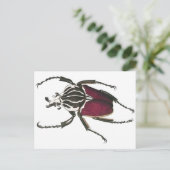 Goliath Beetle Briefkaart (Staand voorkant)