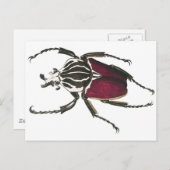 Goliath Beetle Briefkaart (Voorkant / Achterkant)