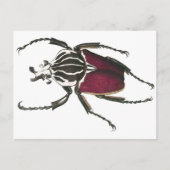 Goliath Beetle Briefkaart (Voorkant)