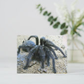 Goliath Tarantula Briefkaart (Staand voorkant)