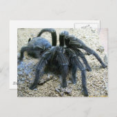 Goliath Tarantula Briefkaart (Voorkant / Achterkant)