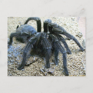 Goliath Tarantula Briefkaart