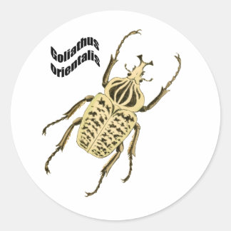 Goliathus orientalis ronde sticker