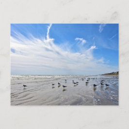 Golls op een Galveston Island Beach, Texas Briefkaart
