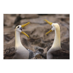 Golvende albatros Phoebastria irrorata) paar Foto Afdruk
