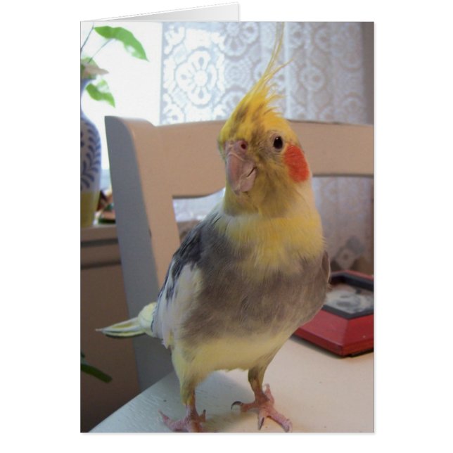 Good Bird (Voorkant)