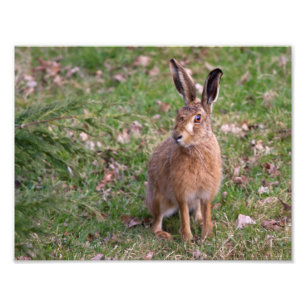 Good Hare Day Print Foto Afdruk