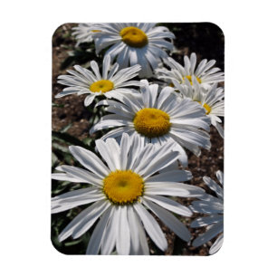 Good Morning Daisies Magneet