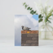 Good Morning Pigeon Briefkaart (Staand voorkant)