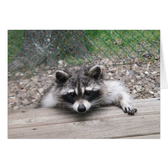 Good Ol' Boy Racoon Card (Voorkant Horizontaal)