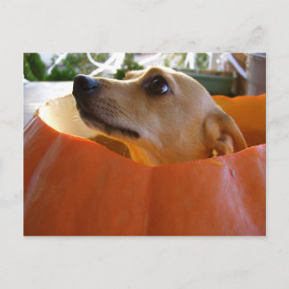 Good Rufus Pumpkin Briefkaart