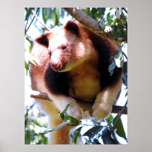 Goodmans Boom Kangaroo Poster (Voorkant)