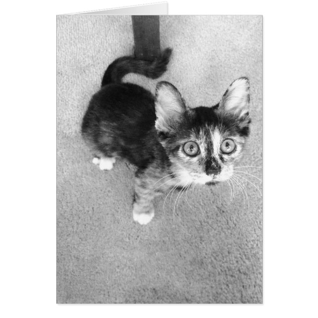 goofy calico kitten, noir et blanc (Devant)