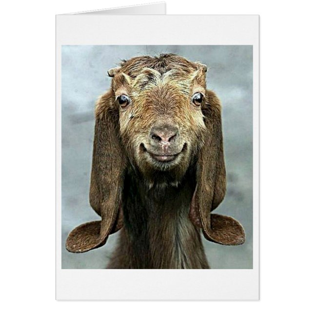 GOOFY GOAT VOUS DIT QUE "50" A L'AIR "BON POUR VOU (Devant)