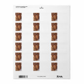 Goofy Golden Etiket (Full Sheet)