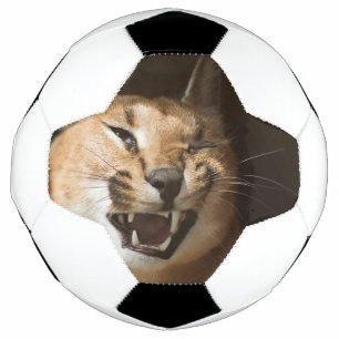 Goofy Lynx