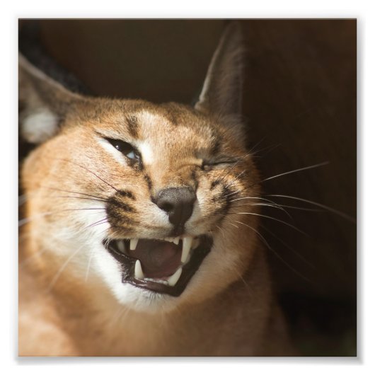 Goofy Lynx Foto Afdruk (Voorkant)