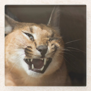 Goofy Lynx Glazen Onderzetter
