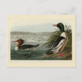 Goosander (Common Merganser) Audubon's vogels Briefkaart (Voorkant)