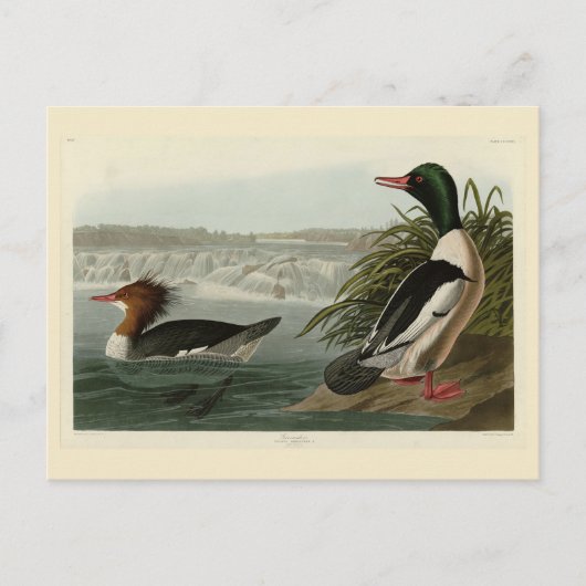 Goosander (Common Merganser) Audubon's vogels Briefkaart (Voorkant)