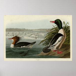 Goosander (Common Merganser) Audubon's vogels Poster