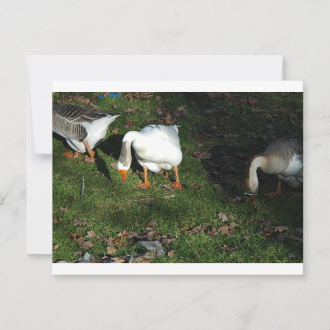 Goose (Voorkant)