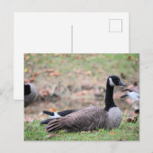 Goose Briefkaart (Voorkant / Achterkant)