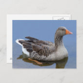 Goose Briefkaart (Voorkant / Achterkant)
