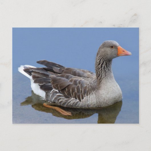 Goose Briefkaart (Voorkant)