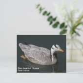 Goose Briefkaart (Staand voorkant)