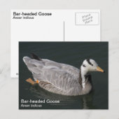 Goose Briefkaart (Voorkant / Achterkant)