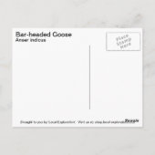 Goose Briefkaart (Achterkant)