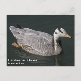 Goose Briefkaart