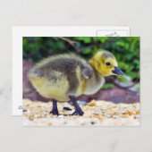 Goose Chick Briefkaart (Voorkant / Achterkant)