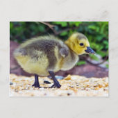Goose Chick Briefkaart (Voorkant)