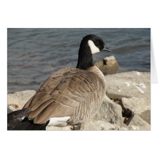 Goose du Canada (Devant horizontal)