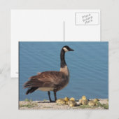 Goose Family Briefkaart (Voorkant / Achterkant)