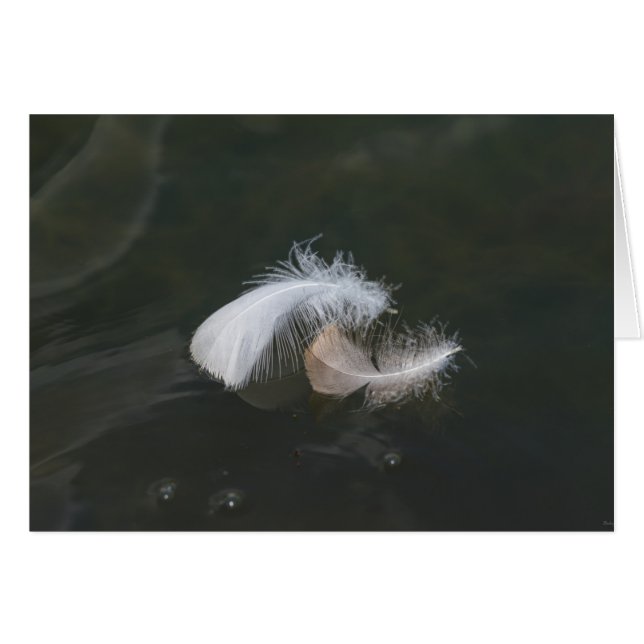 Goose Feathers Floating (Voorkant Horizontaal)