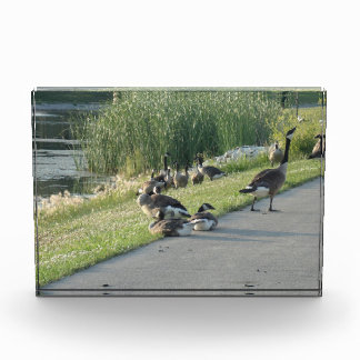Goose Fotoblokken