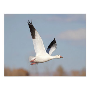 Goose high in de hemel foto afdruk