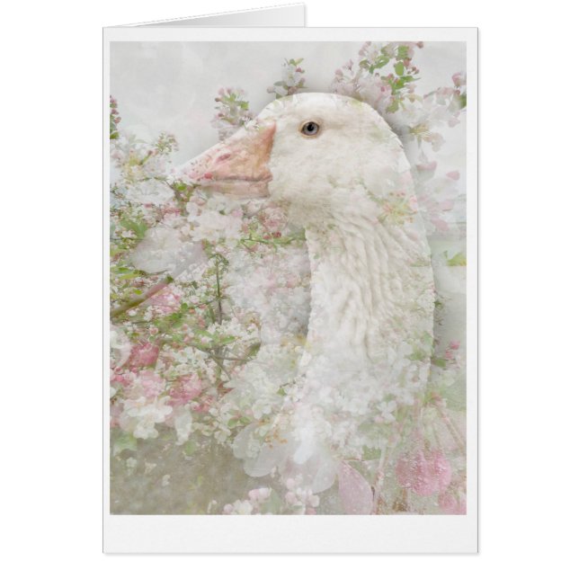 Goose in Blossom (Voorkant)