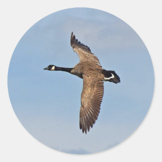 Goose in Flight Ronde Sticker
