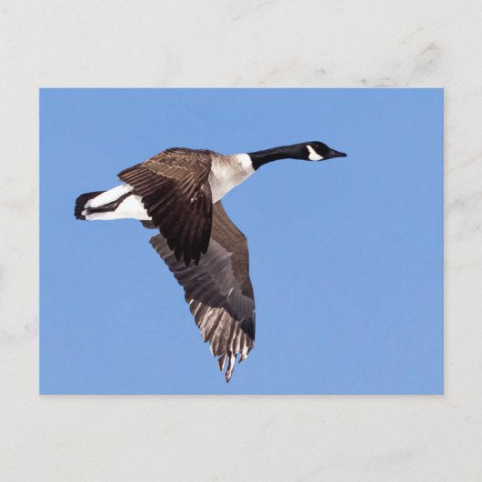 Goose in vlucht briefkaart (Voorkant)